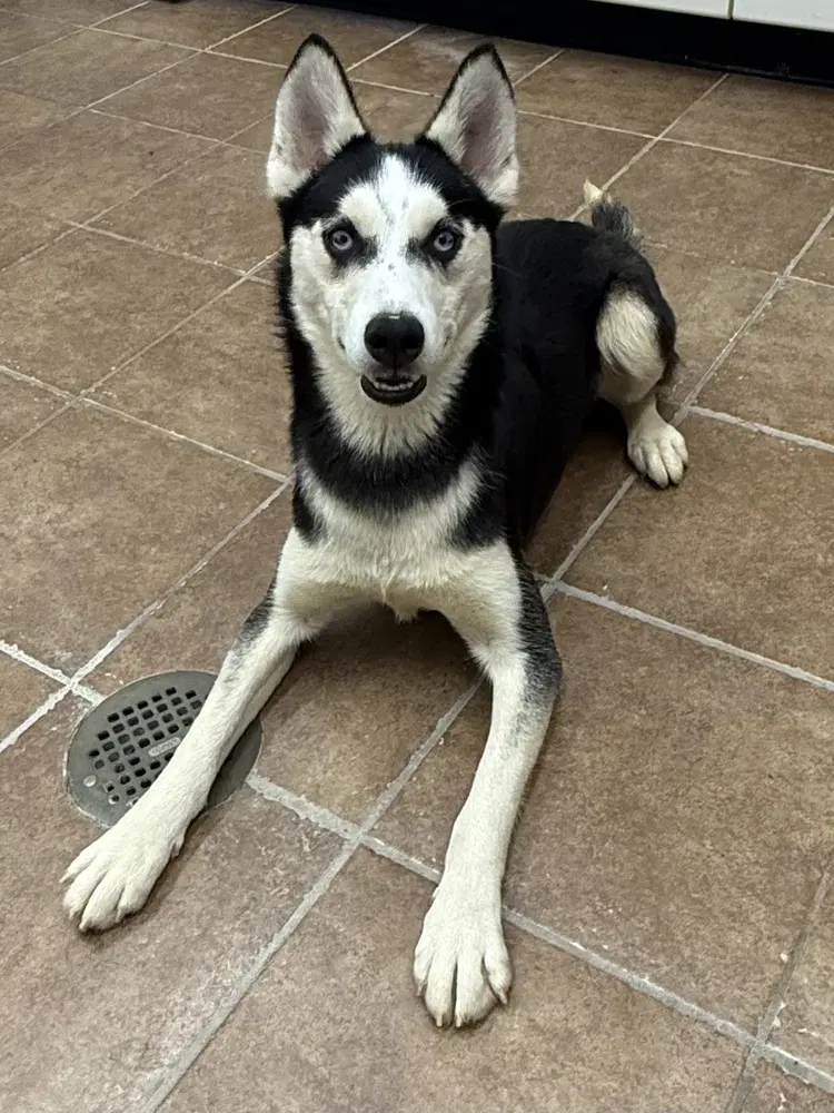 Lyonel - Husky