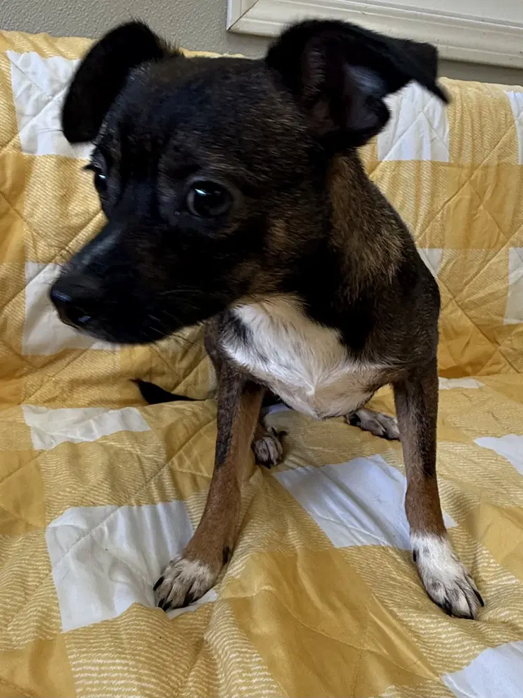 Zara - Chihuahua
