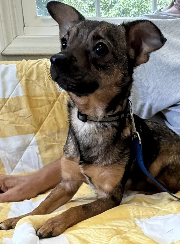 Zariah - Chihuahua