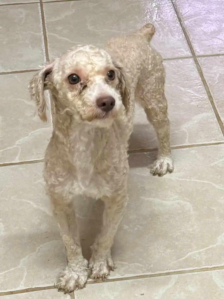 Twitty - Poodle (Miniature)