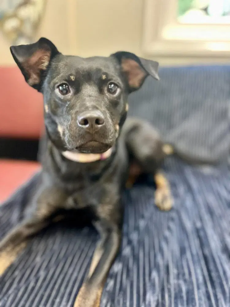Buttons - Terrier