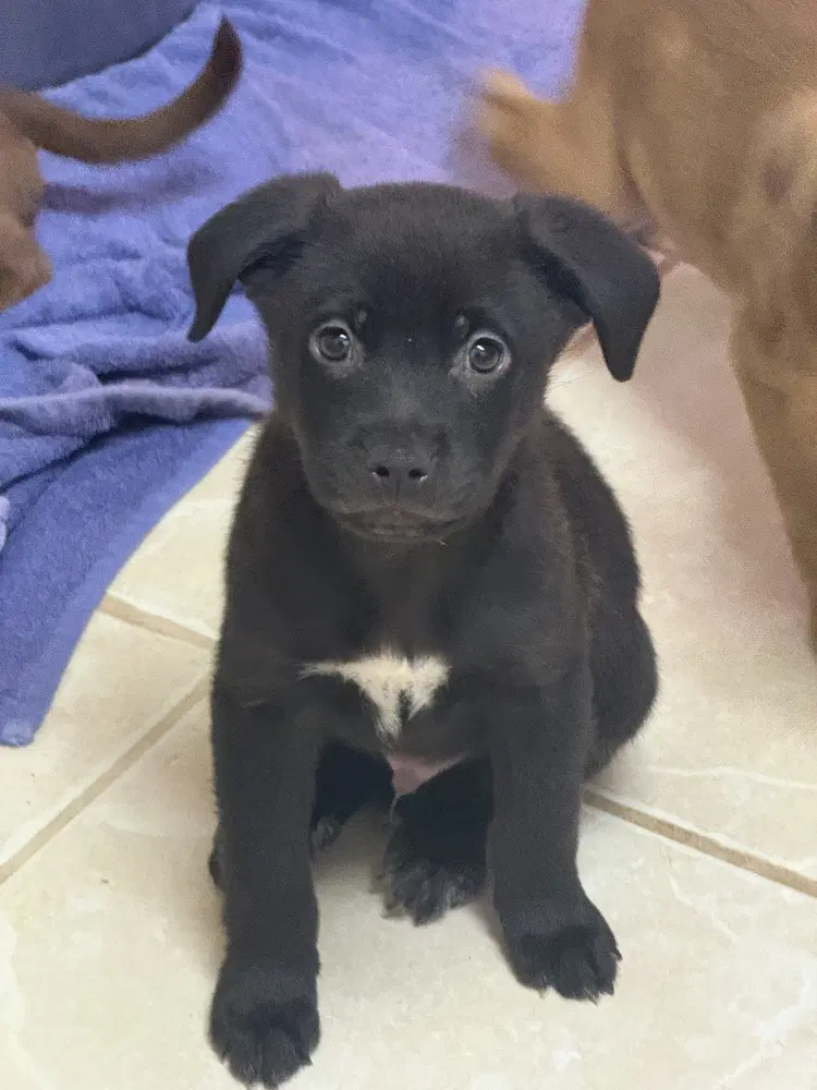 The Light Puppies  Moonlight - Labrador Retriever