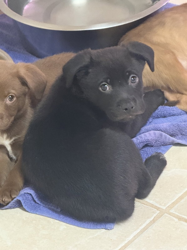 The Light Puppies : Moonlight