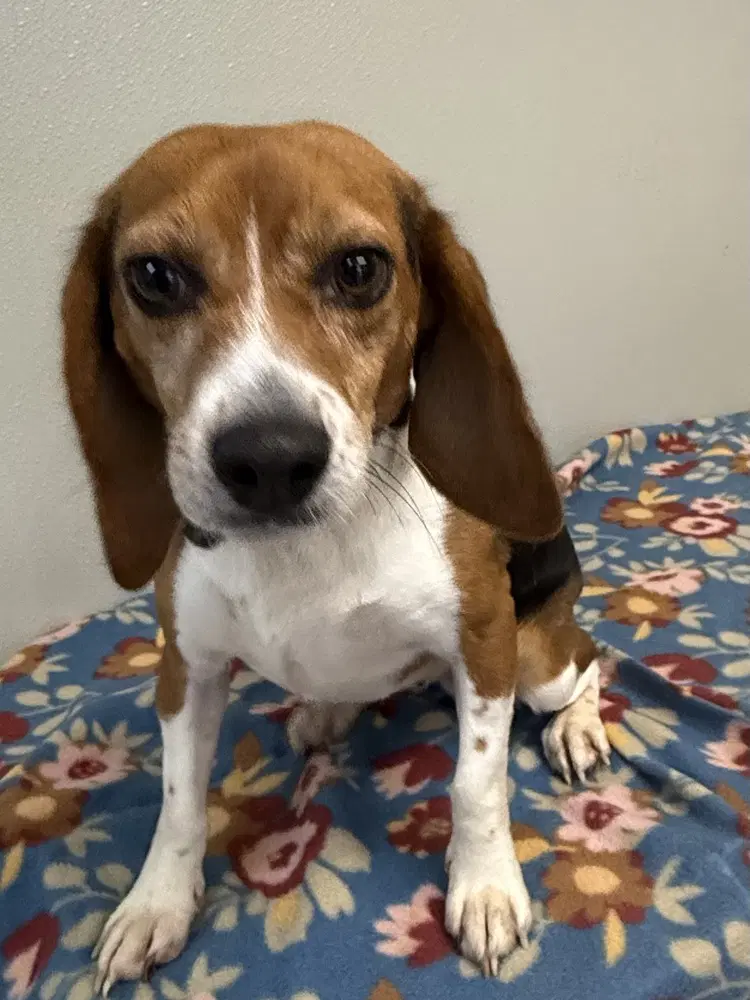 Anna Mae - Beagle