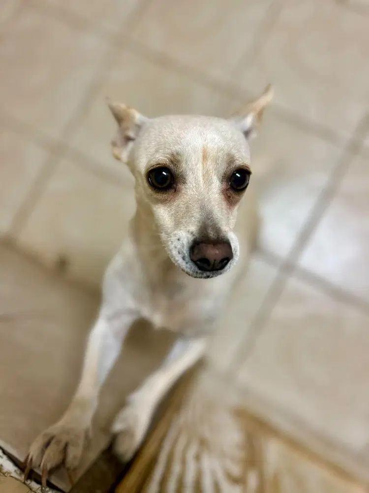 Miss Bradley - Chihuahua