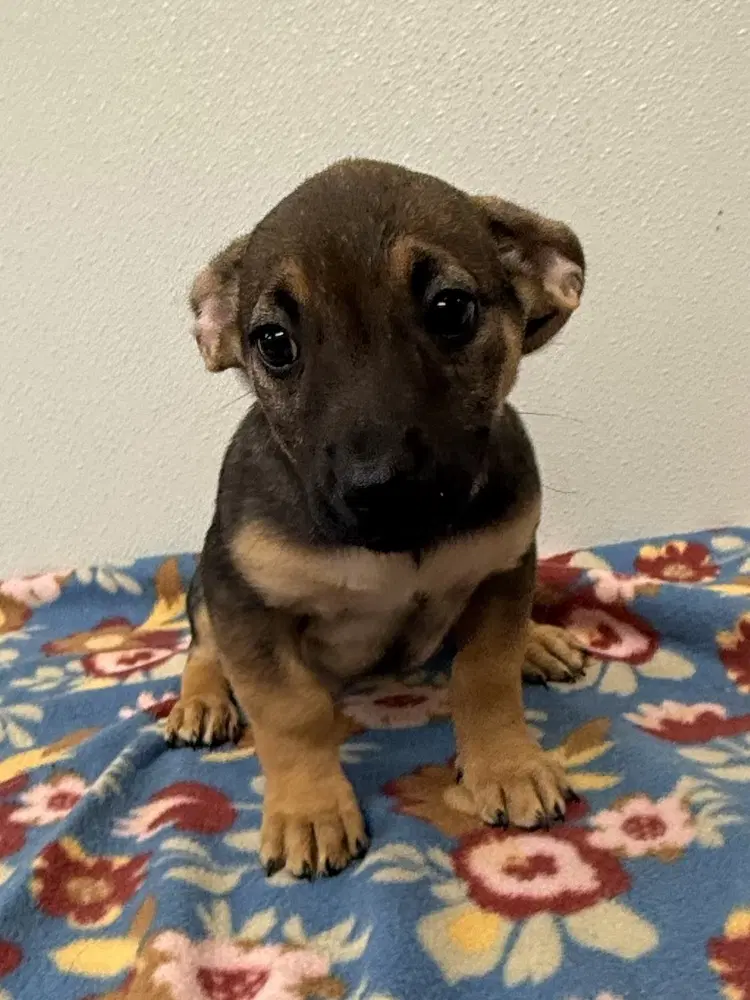 Billie Jo - Chihuahua