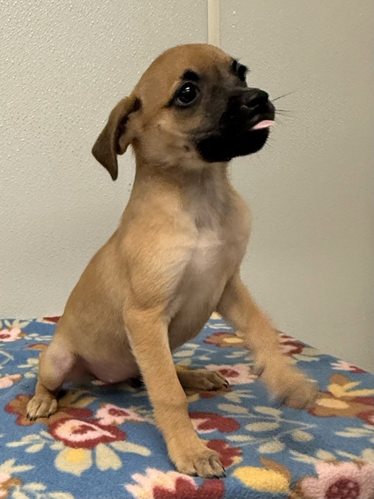 Betty Jo, Chihuahua