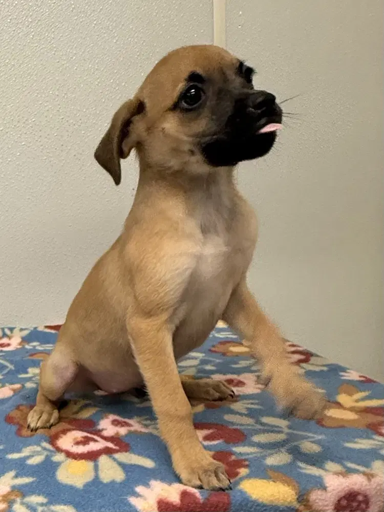Betty Jo - Chihuahua