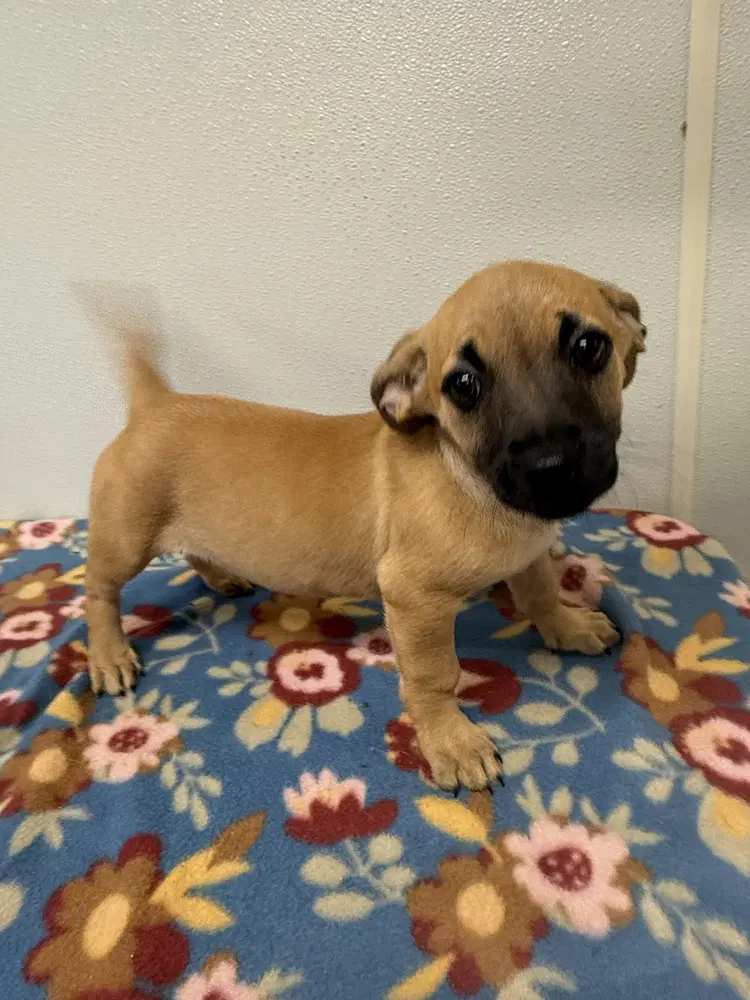 Bobbie Jo - Chihuahua