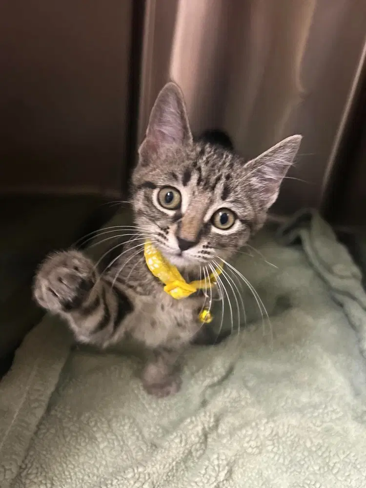 Condiment Kitties  Honey - Domestic Short Hair