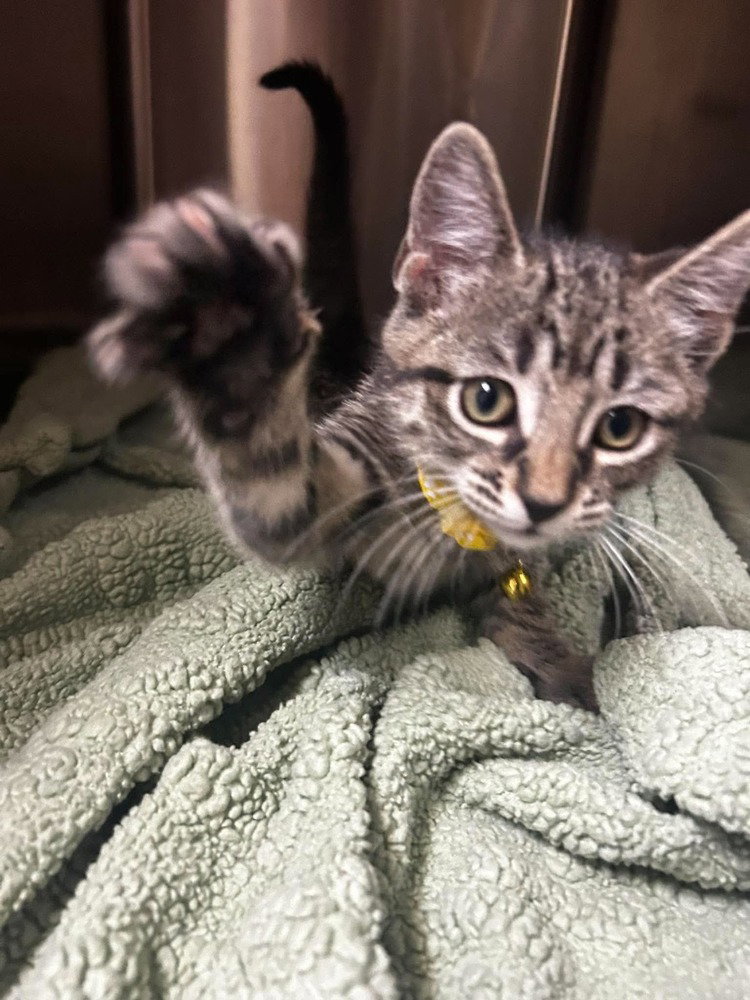 Condiment Kitties : Honey, photo 3