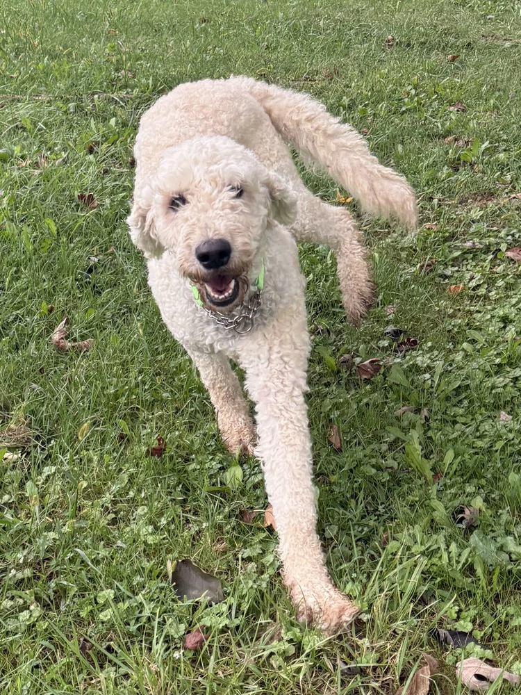 Maggie