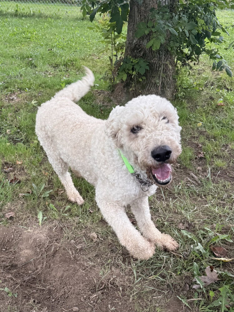 Maggie, photo 2