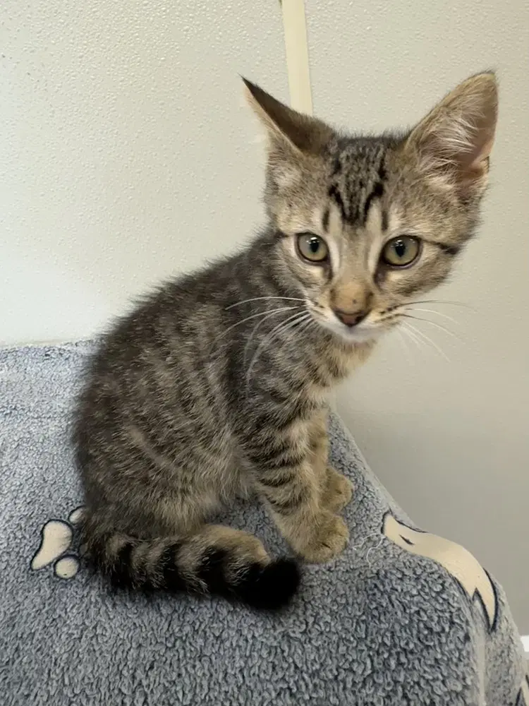 Bambi Kitties  Thumper image 2