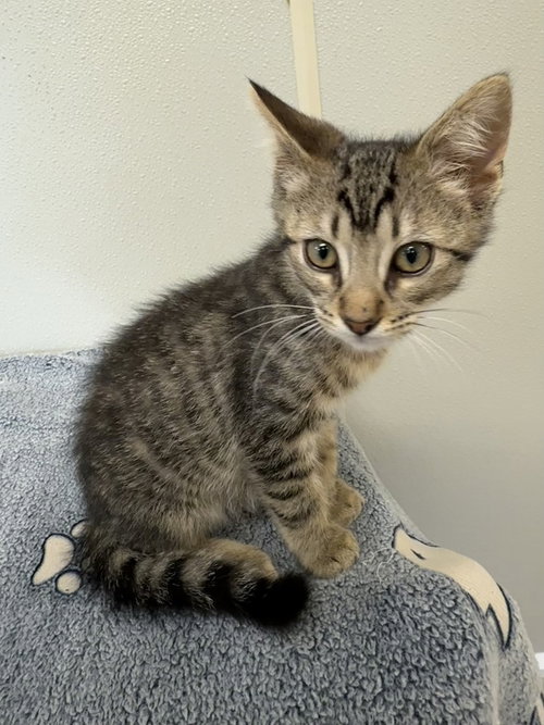 Photo 2 of Bambi Kitties : Thumper