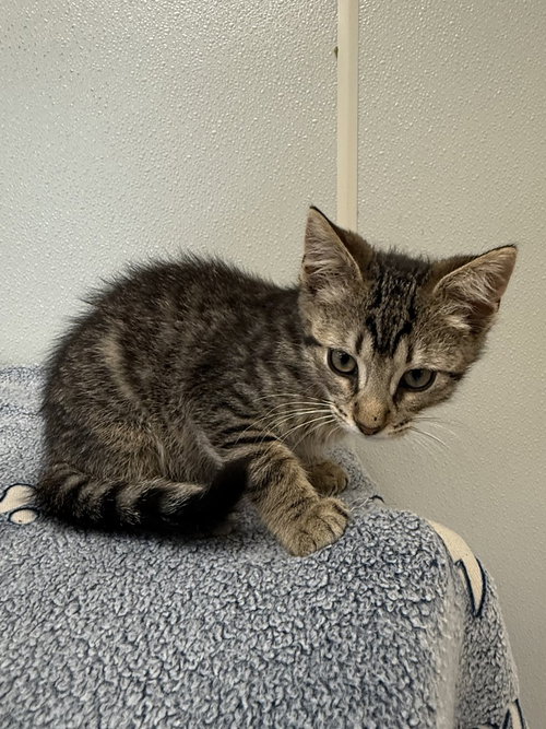 Photo 3 of Bambi Kitties : Thumper