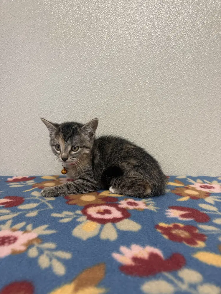 Condiment Kitties  Sriracha - Domestic Short Hair