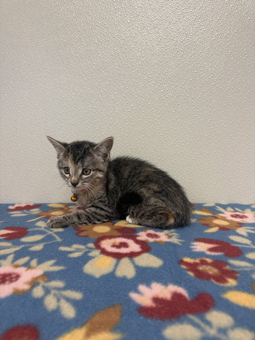 Condiment Kitties, a female kitten up for adoption