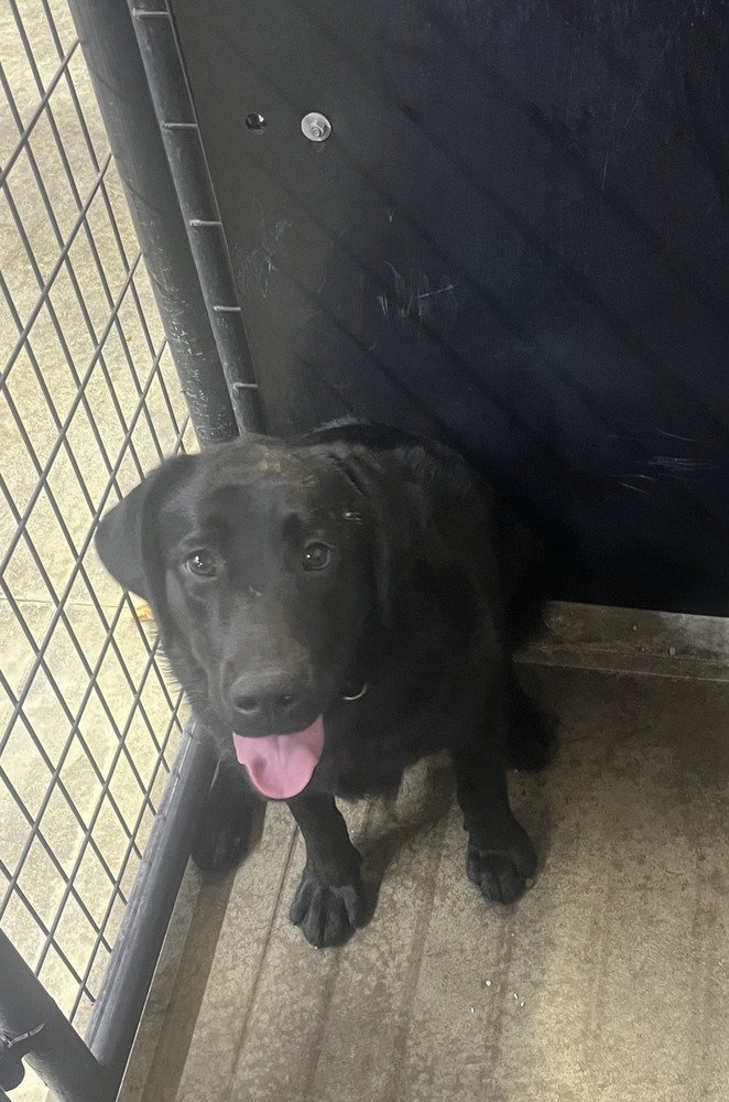 Diamond Doll (Maxine), Labrador Retriever