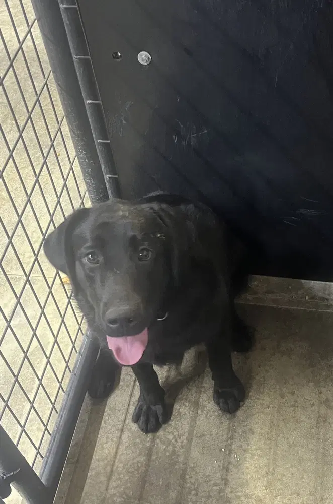 Diamond Doll Maxine - Labrador Retriever