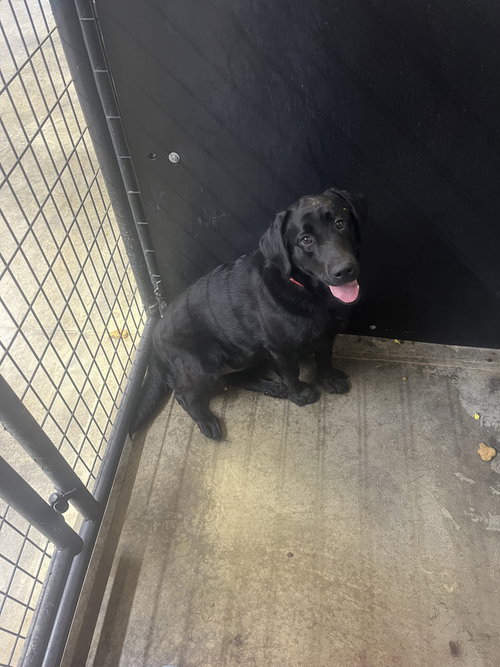 Photo 2 of Diamond Doll (Maxine)