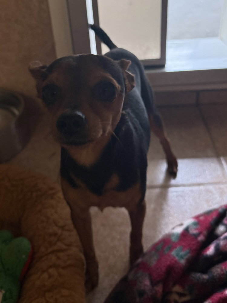 Scrappy, photo 3