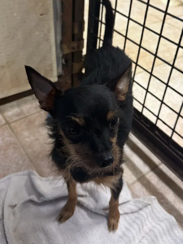 Lulu - Miniature Pinscher