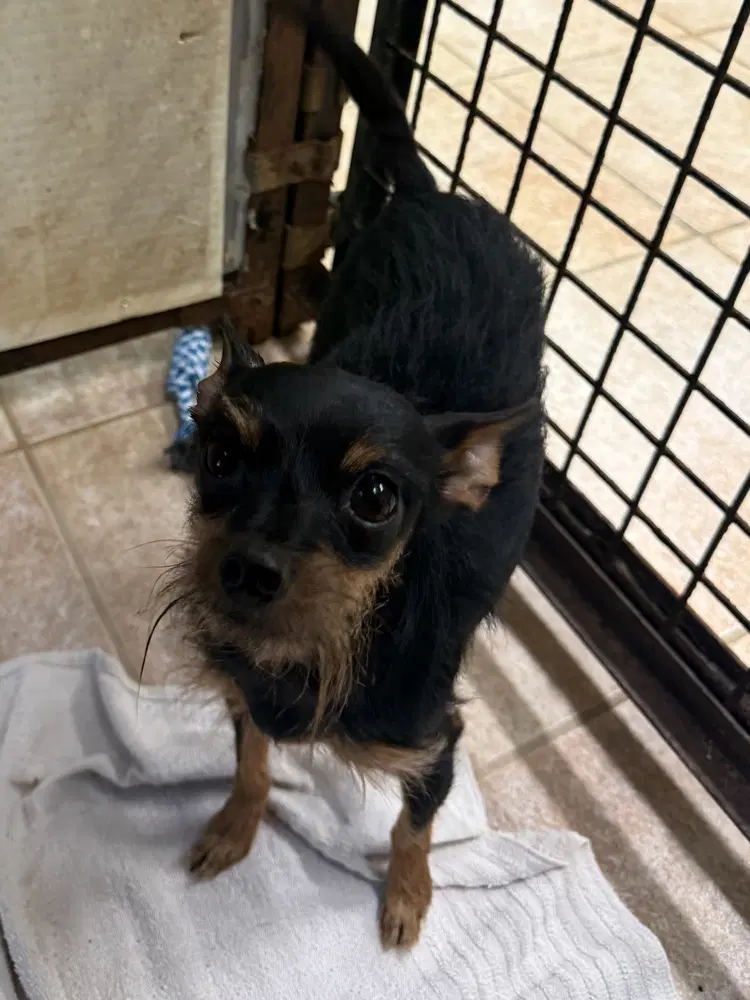 Lulu image 2