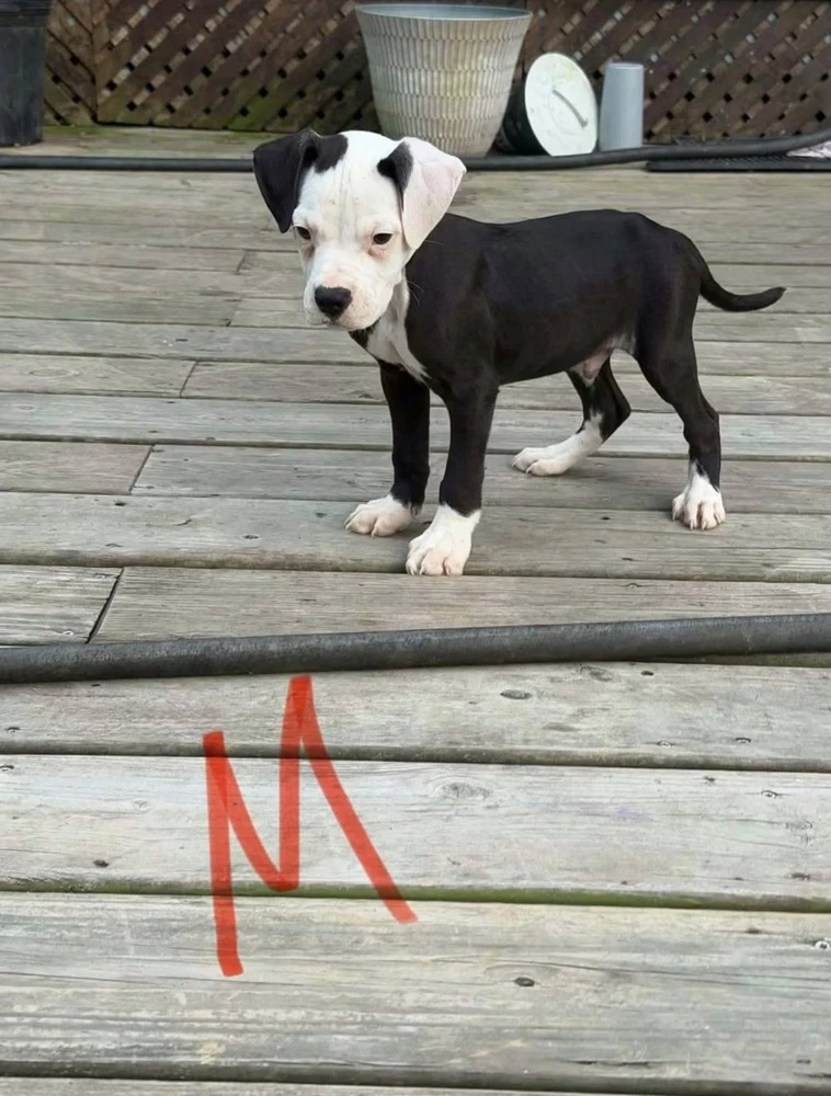 Moose