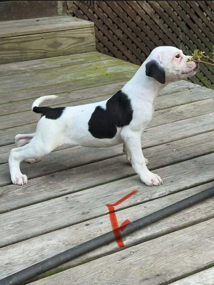 Nellie