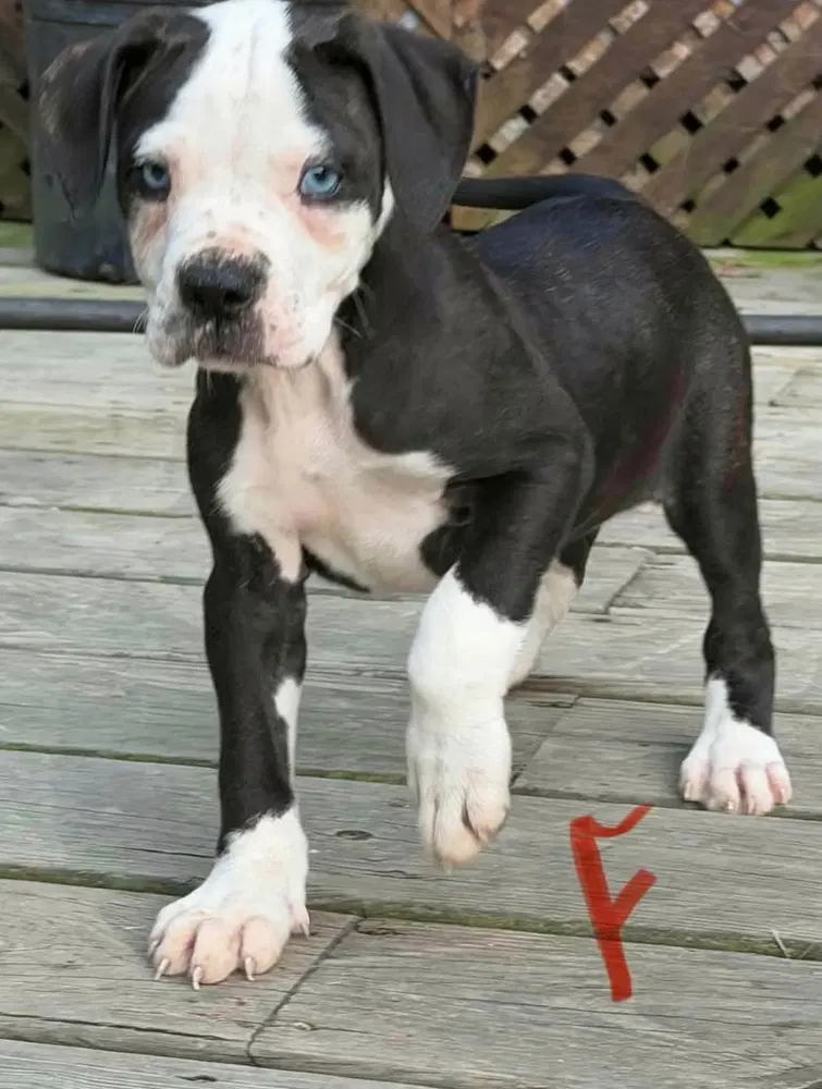 Audrey - Alapaha Blueblood Bulldog