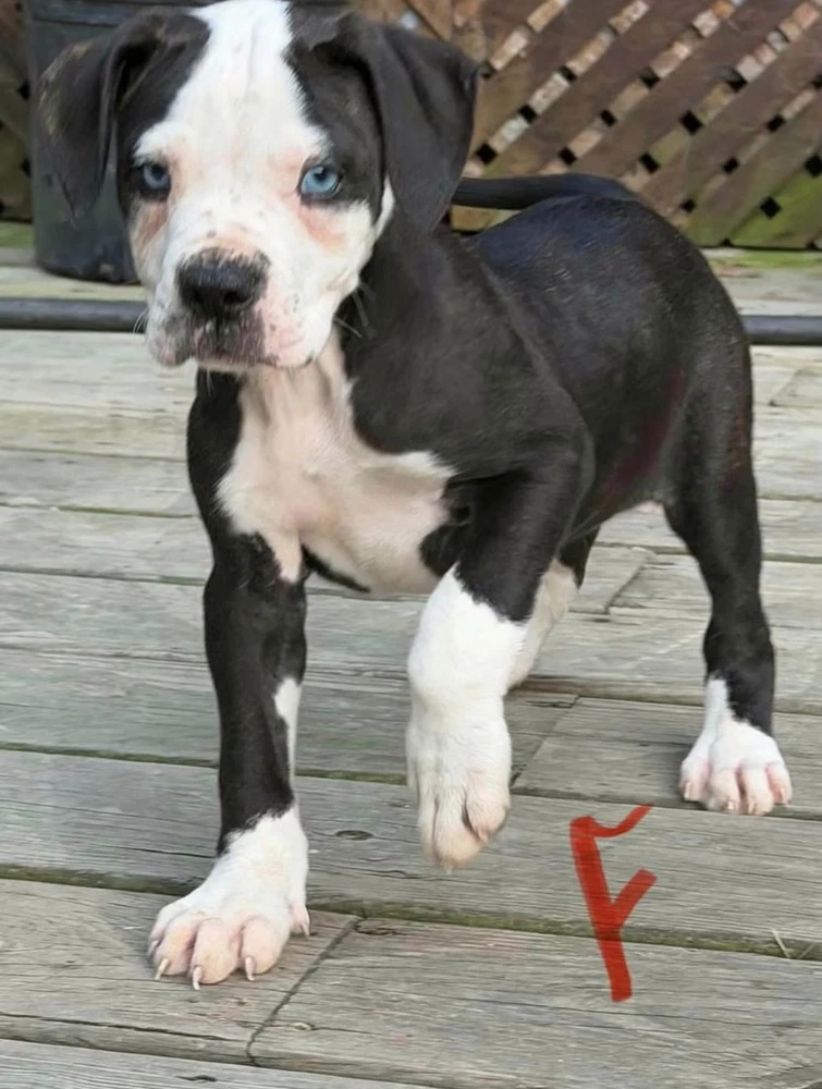 Audrey
