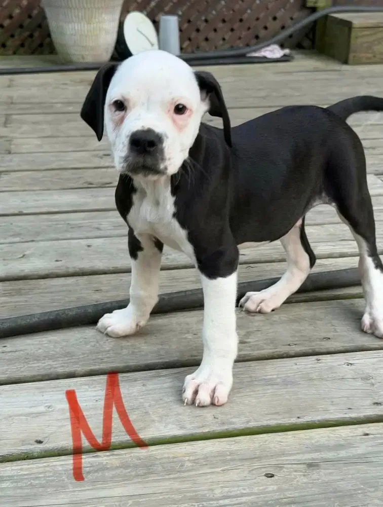 Blaze - Alapaha Blueblood Bulldog