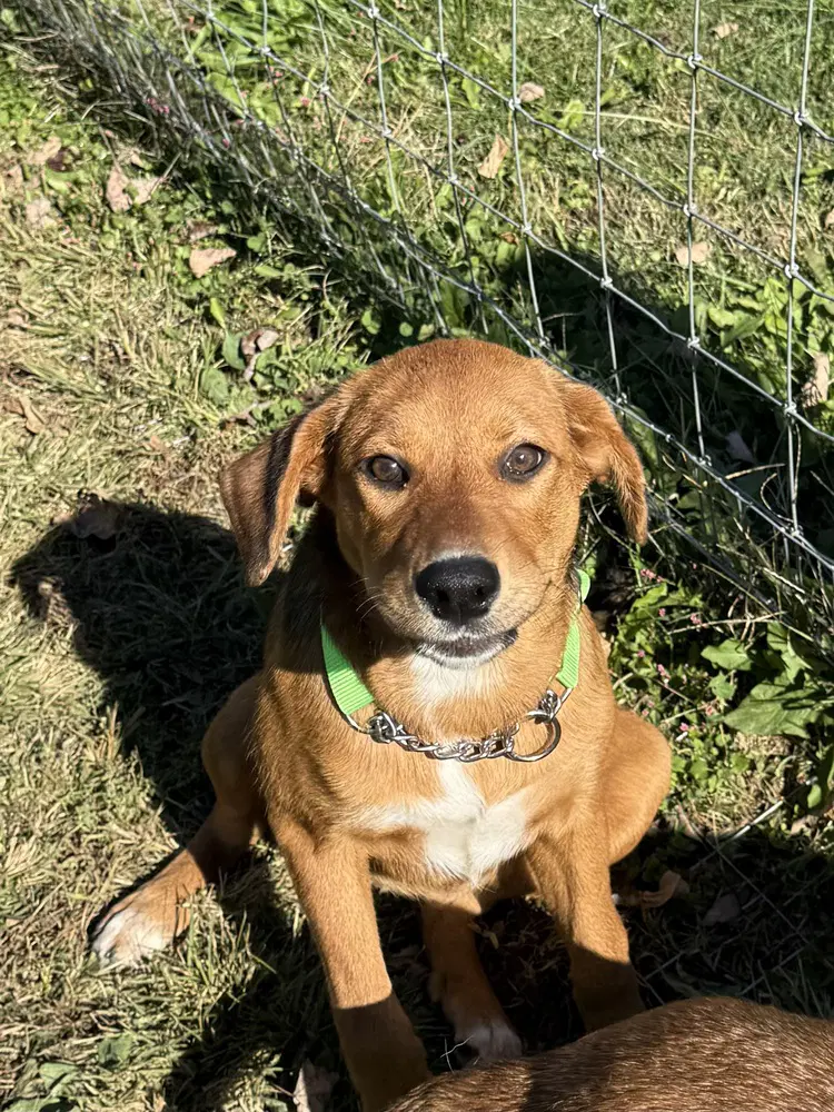 Faith - Hound