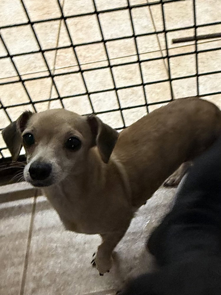 The Doxies : Dixie