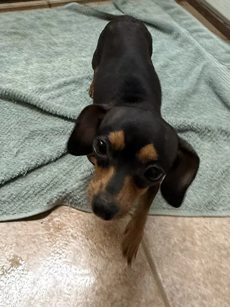 The Doxies  Dottie image 1