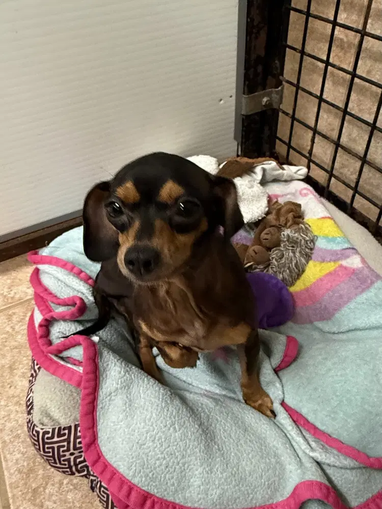 The Doxies  Dottie image 2