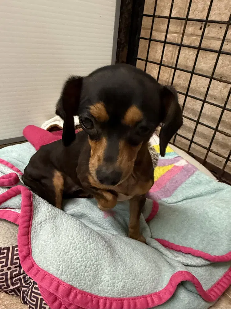 The Doxies  Dottie image 3