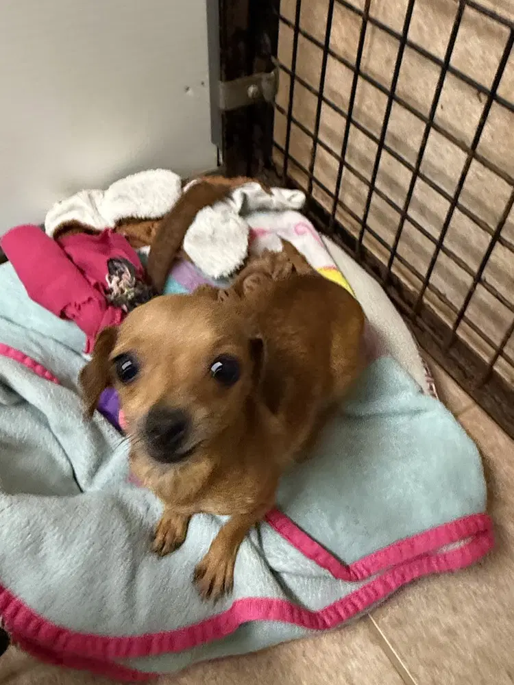 The Doxies  Darcy - Dachshund