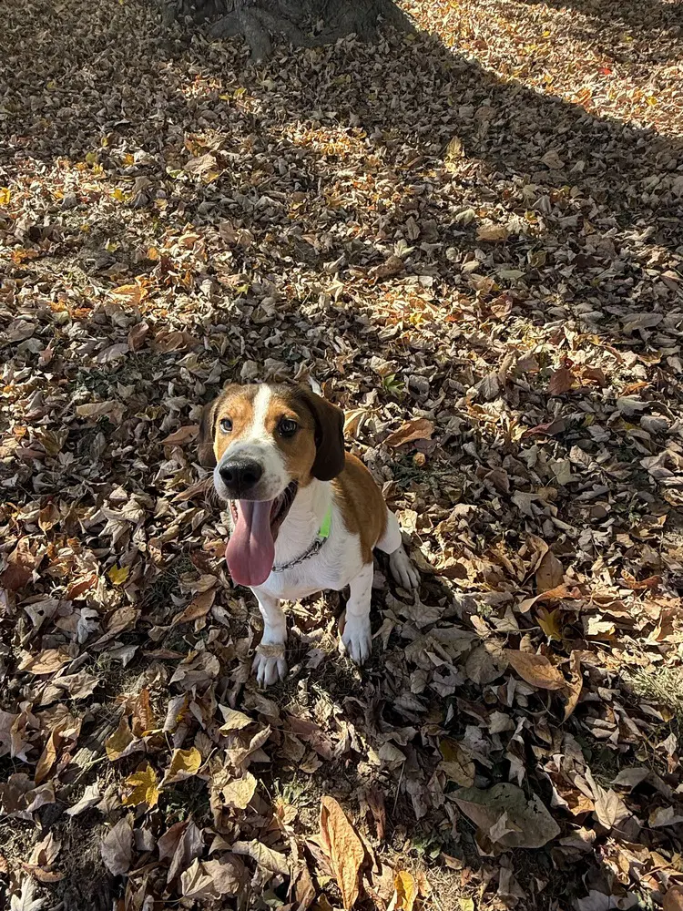Jason - Hound