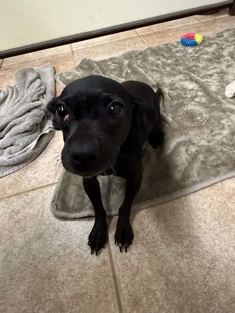The Doxies  Daisy - Dachshund