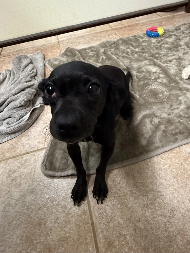 The Doxies  Daisy