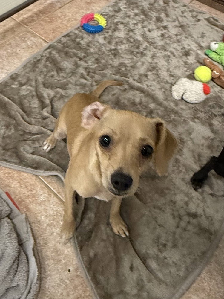 The Doxies : Dolly
