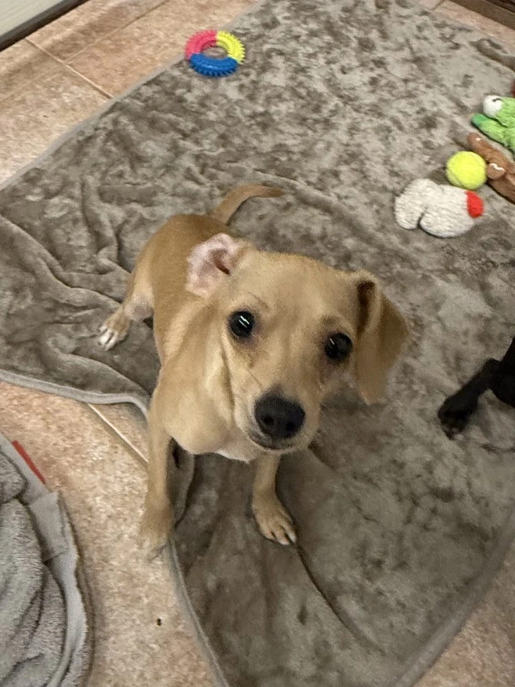 The Doxies  Dolly