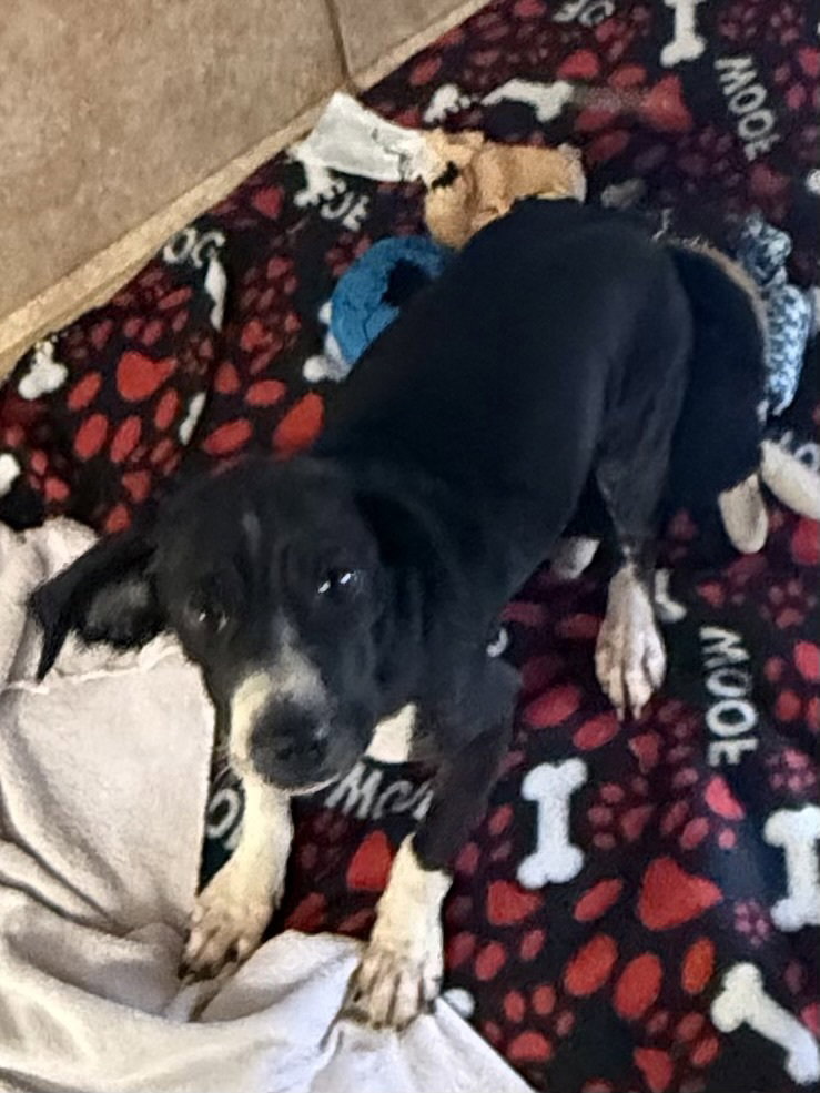 The Doxies : Delta