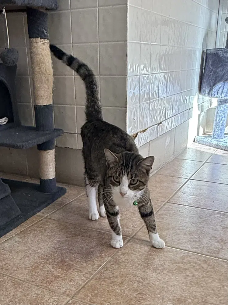 Cedar - Domestic Short Hair