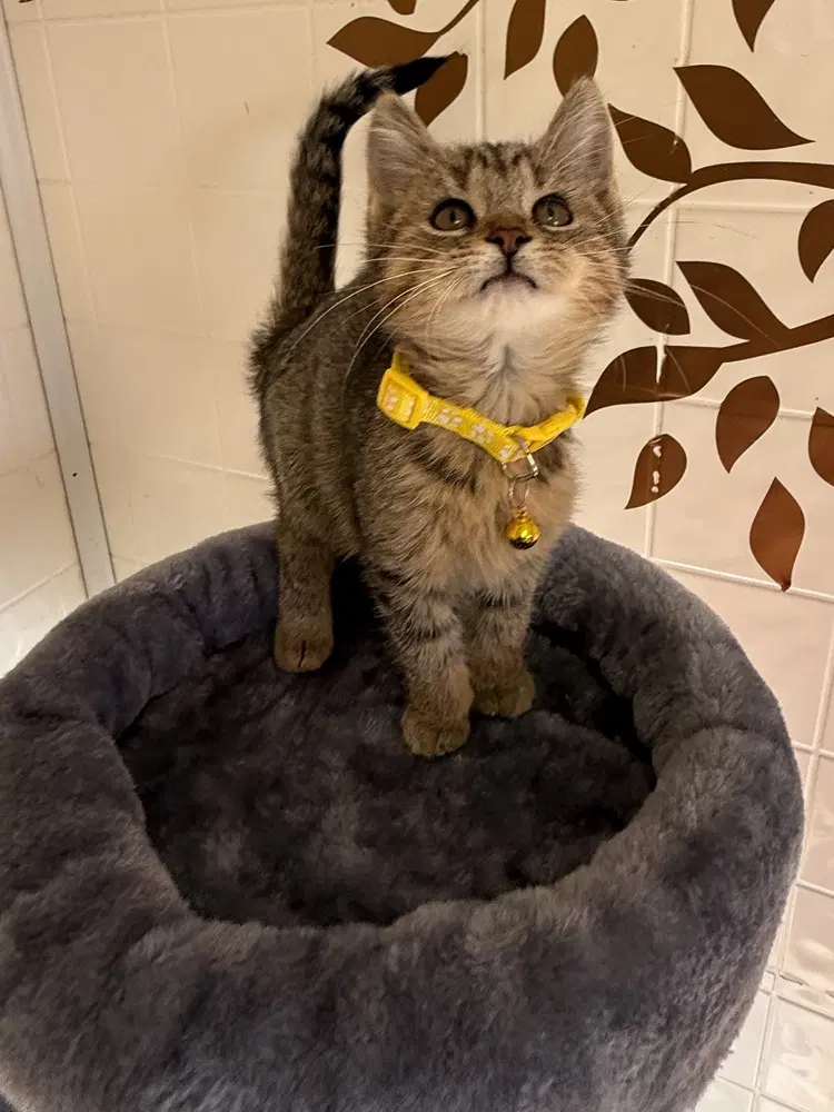 The Walters  Kathrine - Domestic Short Hair