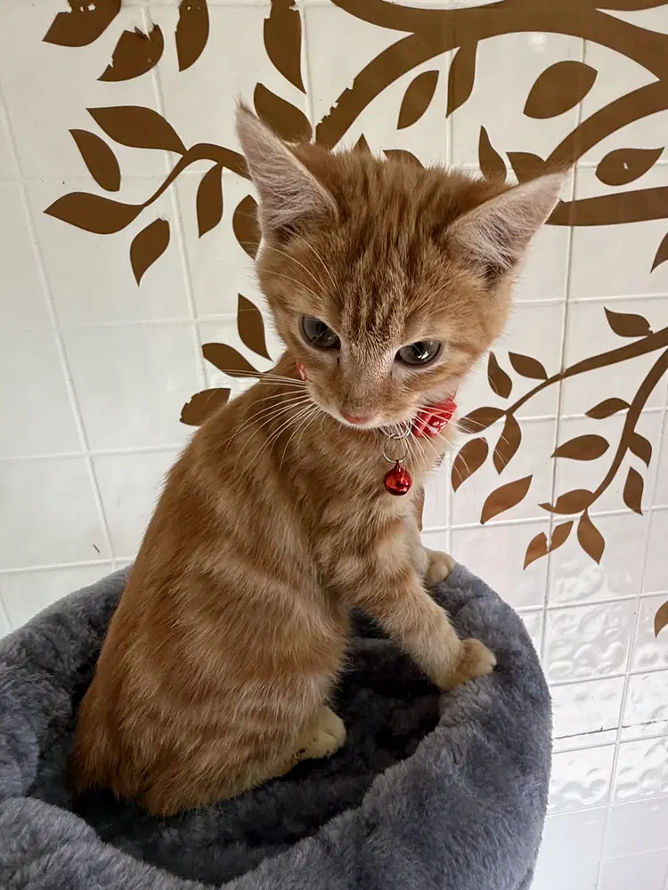 The Walters  Cole - Domestic Short Hair