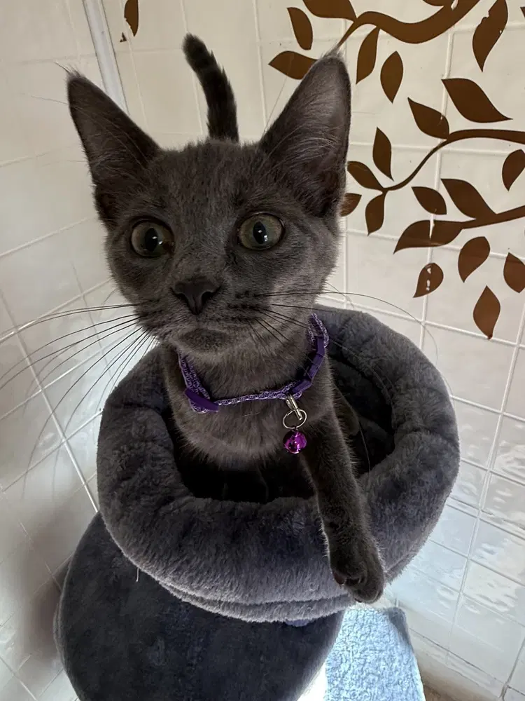 Ash - Domestic Short Hair