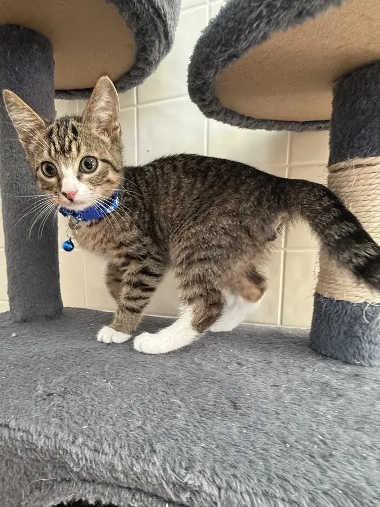 Ember - Domestic Short Hair